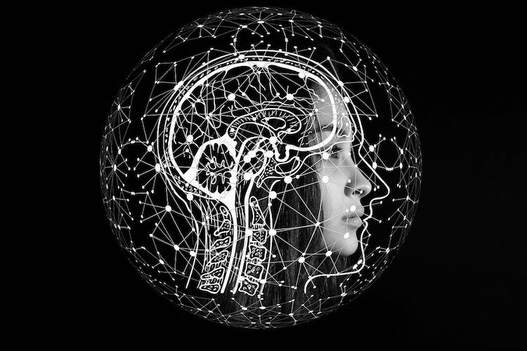 Cerebro por dentro